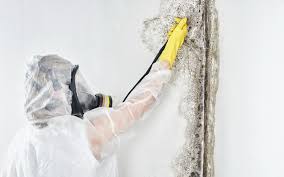 Mold Odor Removal Services